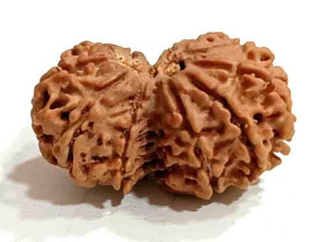 NATURAL GAURI SHANKAR RUDRAKSHA
