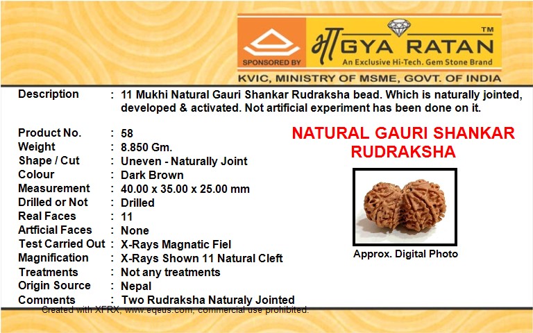 NATURAL GAURI SHANKAR RUDRAKSHA