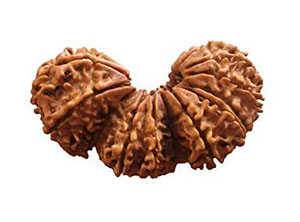 NATURAL TRIJUTI RUDRAKSHA
