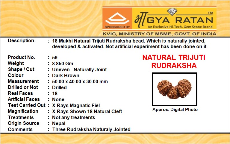 NATURAL TRIJUTI RUDRAKSHA