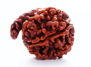 NATURAL GANESHA RUDRAKSHA