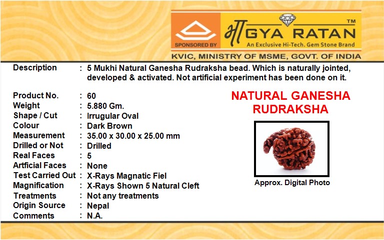 NATURAL GANESHA RUDRAKSHA