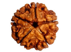 NATURAL RUDRAKSHA 11 MUKHI
